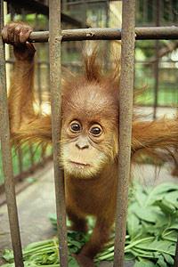 baby-orangutan